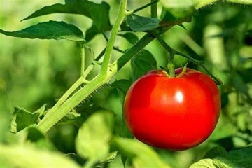 हेशेंग का मोल्डेड पल्प: रोपण के समय बीजों की एक साथ पैकेजिंग के लिए एक स्थायी...